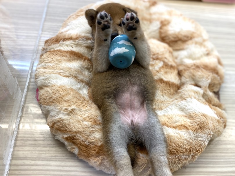 奇跡の可愛さっ！！！なかなか起き上がれないむっちりボディ！ | 柴犬 （6130952） - 大倉山店