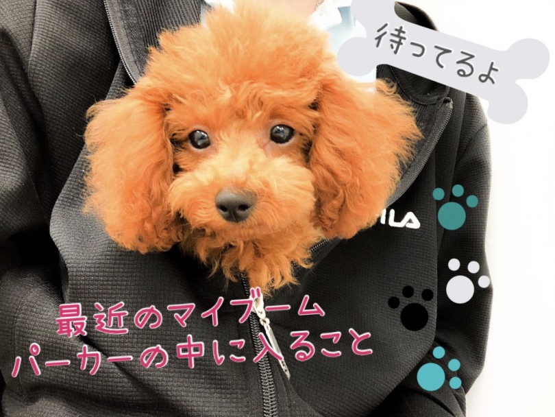 是非一度、東川口店でトイプーちゃんを抱っこしてみてください！ | トイ・プードル （150089） - 東川口店