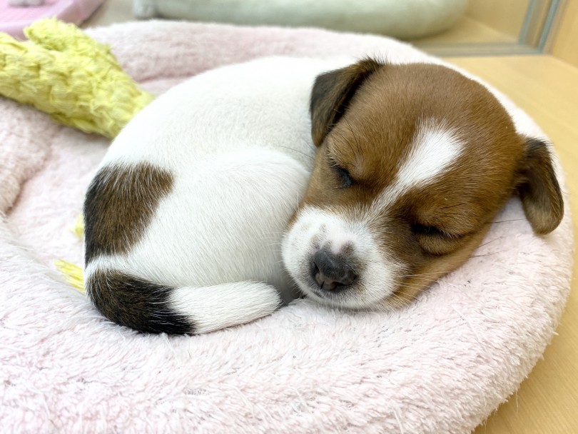 このムニムニほっぺとむっちりBodyを独占できるのは、お迎えして頂いたご家族様だけですよ♡ | ジャックラッセルテリア （118487） - 城山店