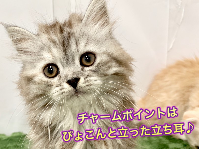 ぴょこんと立った可愛い立ち耳の持ち主！ | スコティッシュフォールド （150107） - 東川口店