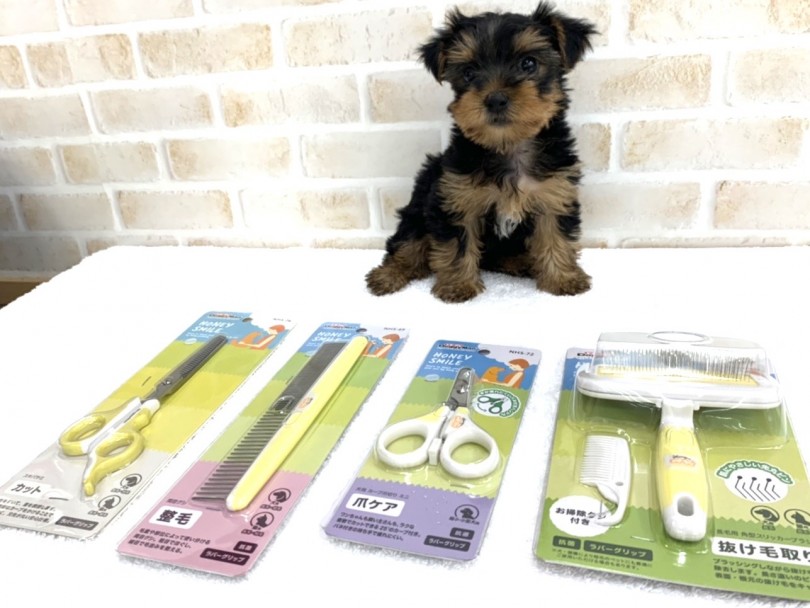 ヨーキーくんの飼い主様になれるのはたった1組だけです。 | ヨークシャーテリア （713727） - 鶴見店