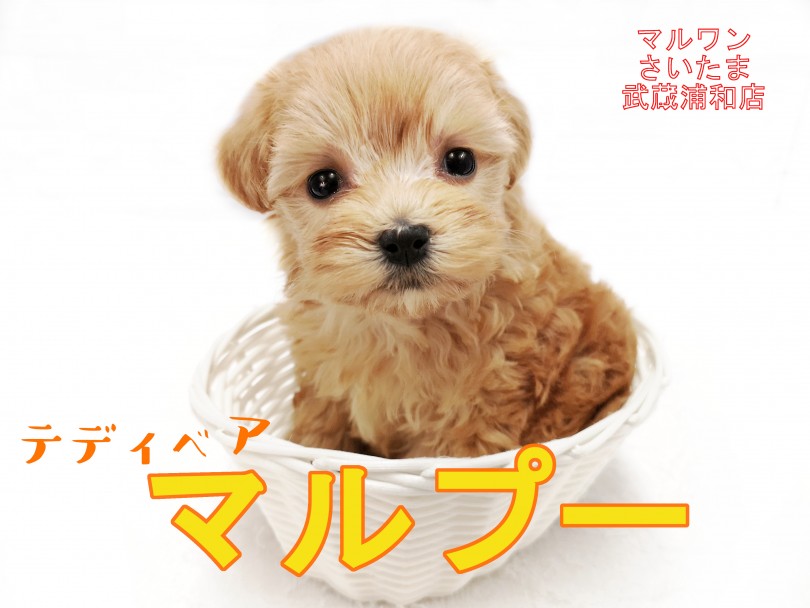 【 MIX・マルプー 】8/3入店のプレミアムパピーを最速レビュー！！