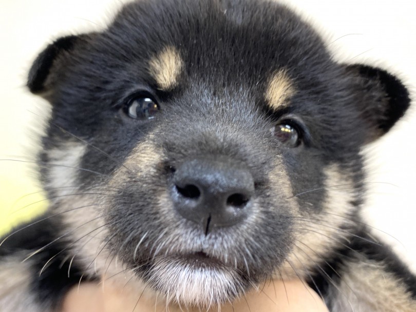 見事な丸顔とツヤツヤなお鼻♡ | 柴犬 （6130961） - 大倉山店