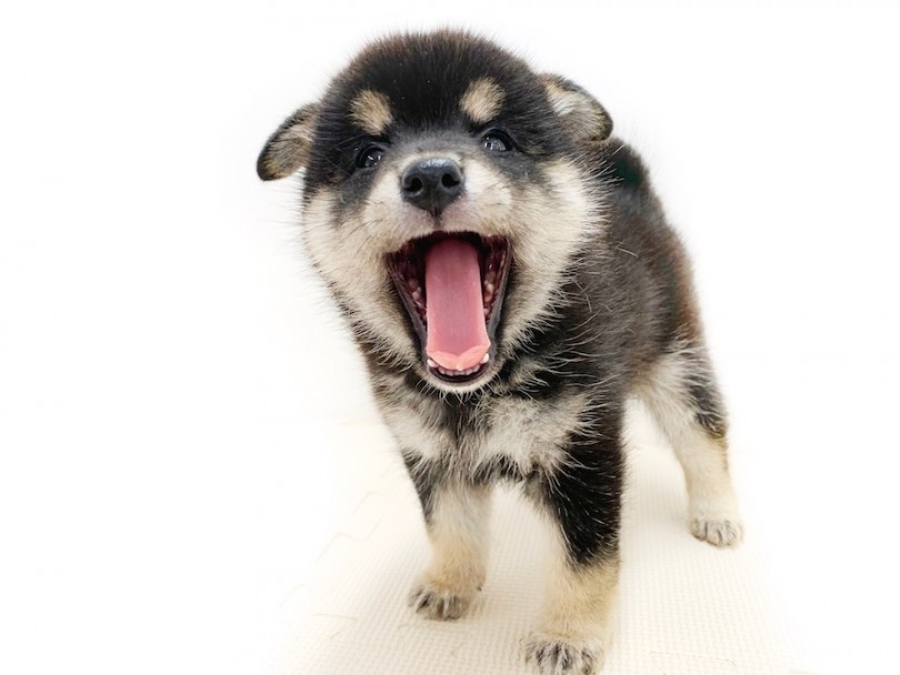 熊ちゃん？いいえ、柴ちゃんです！ | 柴犬 （814627） - 相模大塚店