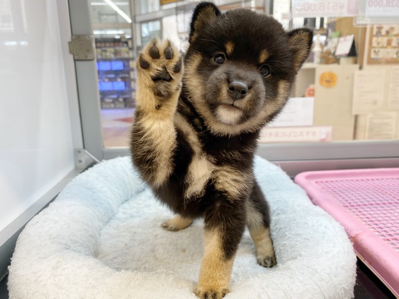 成犬時でも小さく可愛らしく飼いやすい豆柴くん | 豆柴 （116477） - 下丸子店