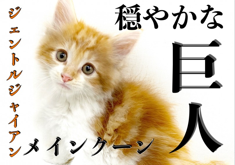 【 メインクーン 】驚くほどの美貌は横浜随一！レッドカラーのジェントルマン！