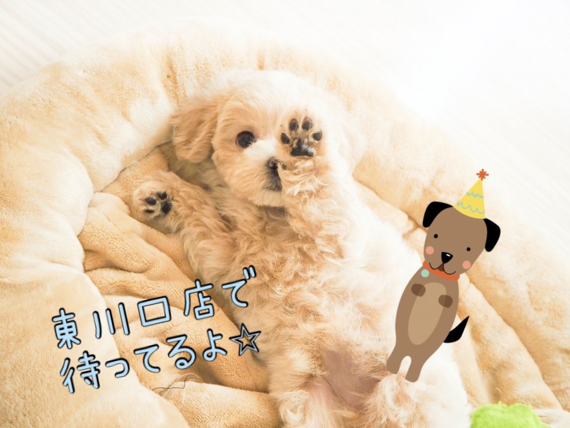 東川口店でお待ちしております☆彡 | MIX マルプー （150117） - 東川口店