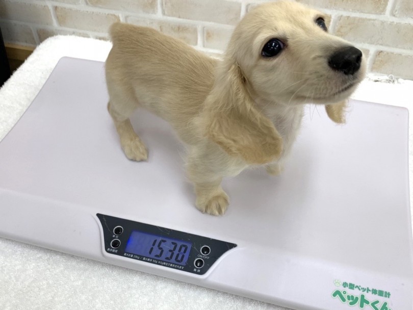 現在、生後3カ月で体重が1.5kg | カニンヘン・ダックスフント （713721） - 鶴見店
