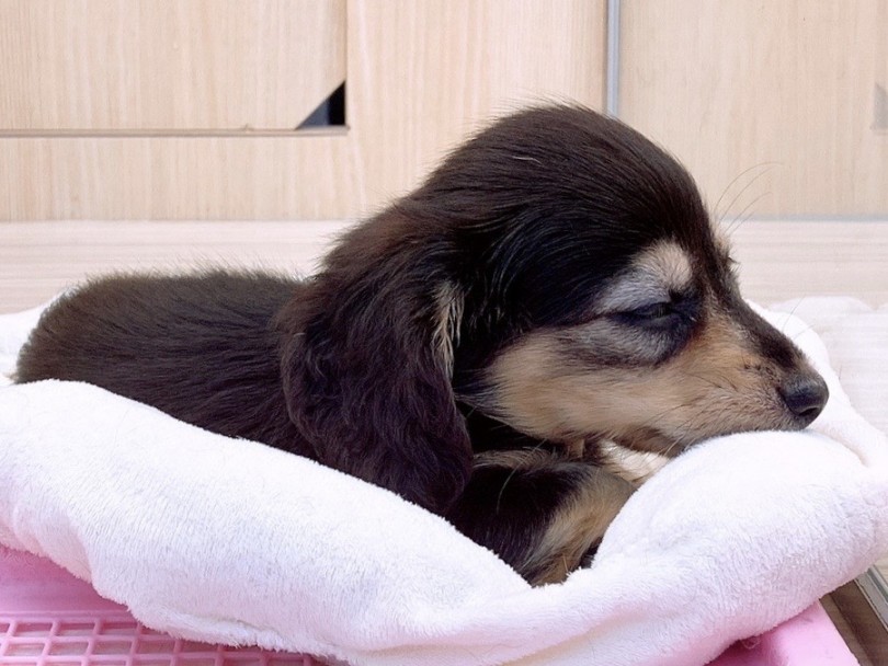 たくさん遊んで気がついたらコテっと眠りについて半目で寝ます（笑） | カニンヘン・ダックスフント （6130951） - 大倉山店