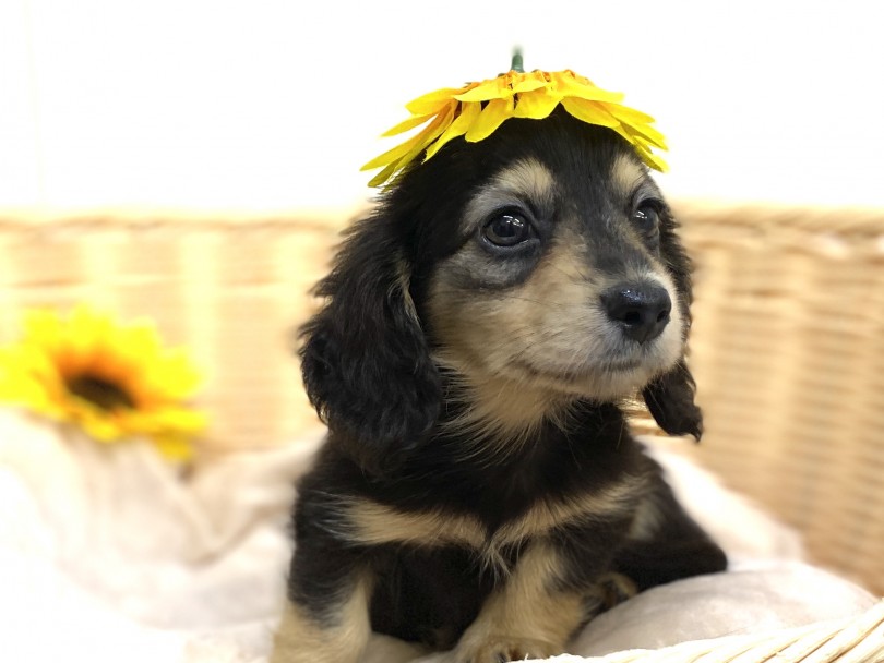 大人になっても子犬感が残るのがカニンヘンくんの可愛いポイント | カニンヘン・ダックスフント （6130951） - 大倉山店