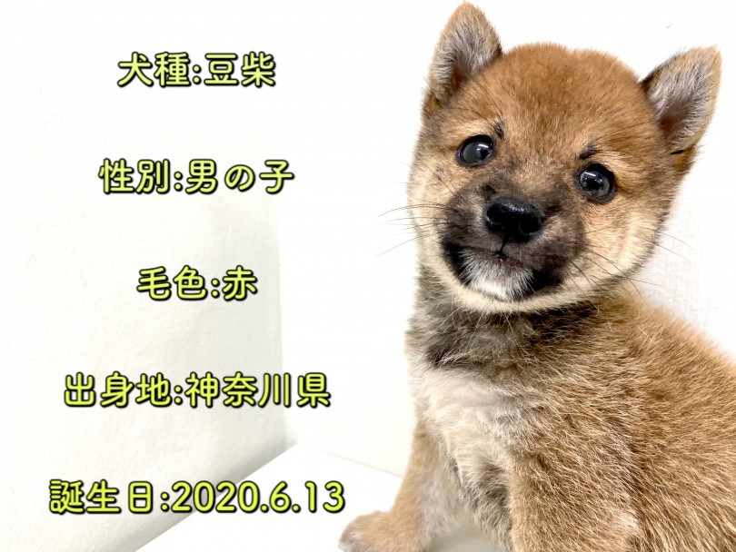 豆柴くんのパーソナルデータ | 豆柴 （150110） - 東川口店