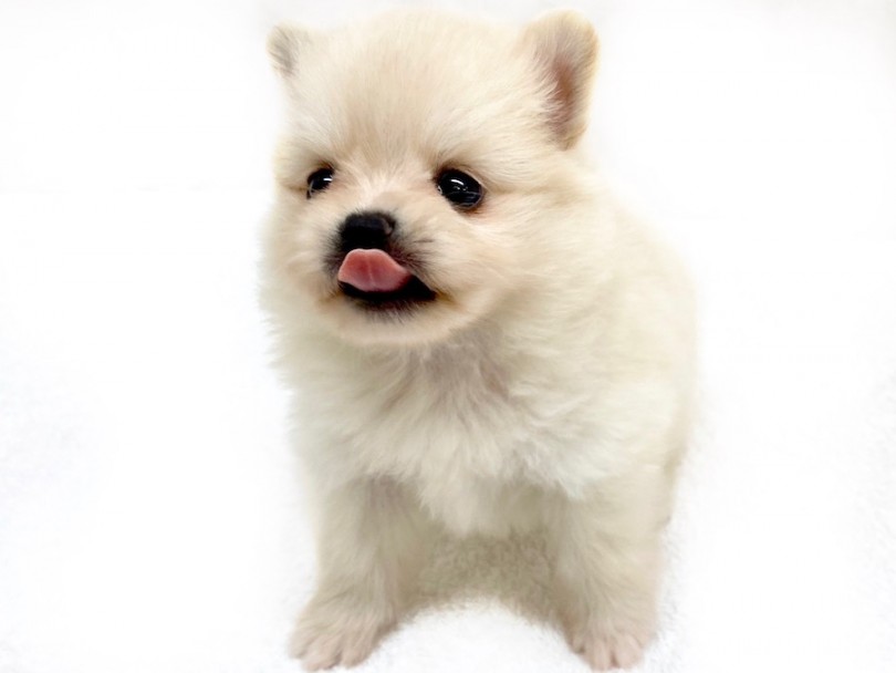 大人気犬種につき、お早めのご来店をお勧めいたします！ | ポメラニアン （120307） - 今宿店