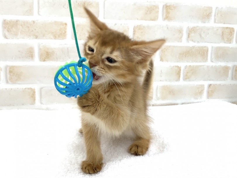 飼い主さんと一緒に遊ぶのが大好きな猫ちゃん♡ | ソマリ （713726） - 鶴見店