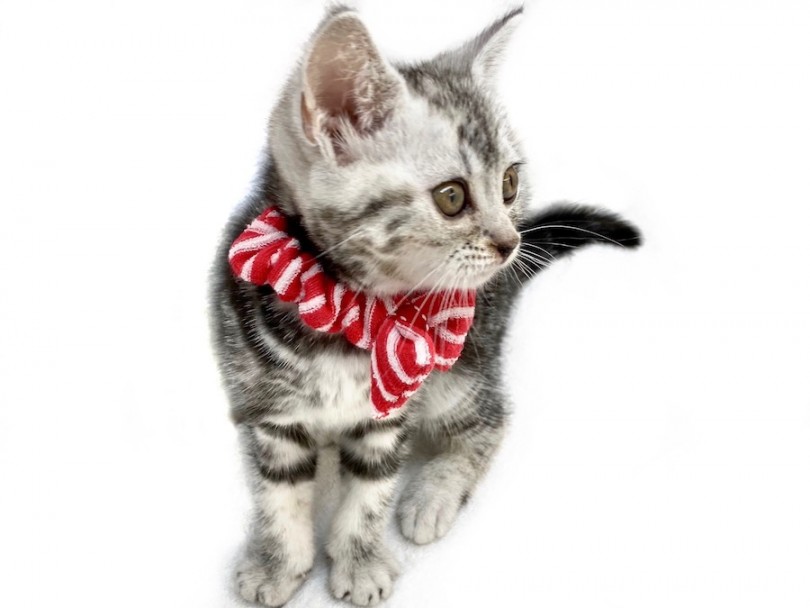 目尻に入ったクレオパトララインがタレ目に見える美猫ポイント！ | アメリカンショートヘア （120296） - 今宿店