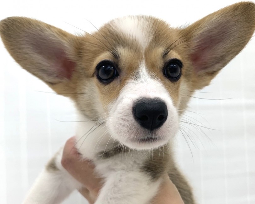 大きな立ち耳はまるでキツネちゃん？ | ウェルシュコーギーペンブローク （713720） - 鶴見店