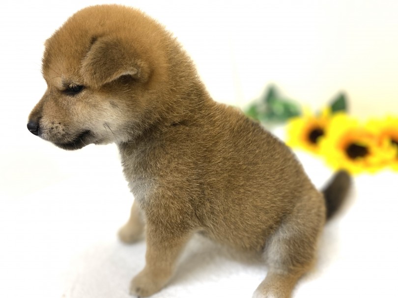 太短いマズルとパピー臭がたまらんっ！ | 柴犬 （6130952） - 大倉山店