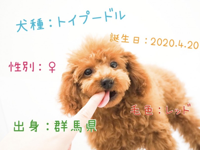 パーソナルデータ | トイ・プードル （150089） - 東川口店