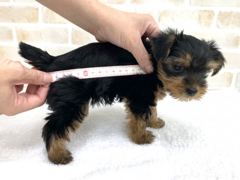 生後60日で胴の長さ（15cm）体重（800g）と、とても小さい！ | ヨークシャーテリア （713727） - 鶴見店
