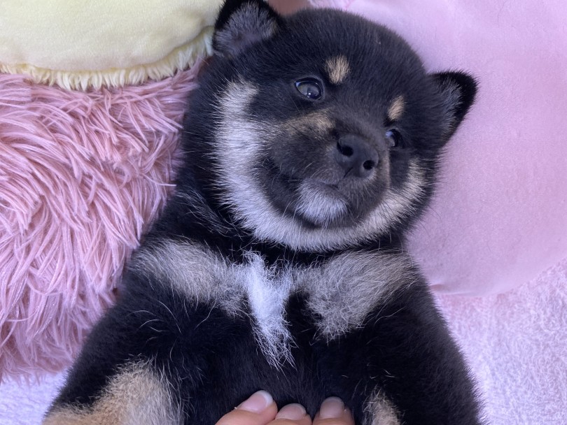 胸元に現れた鳳凰マークは黒柴ならではのマーキング！！ | 柴犬 （6130961） - 大倉山店