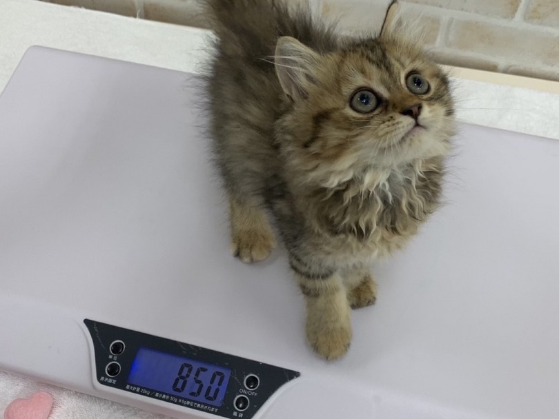 生後2ヶ月で体重が850gとすくすく育っています♪ | サイベリアン （713722） - 鶴見店