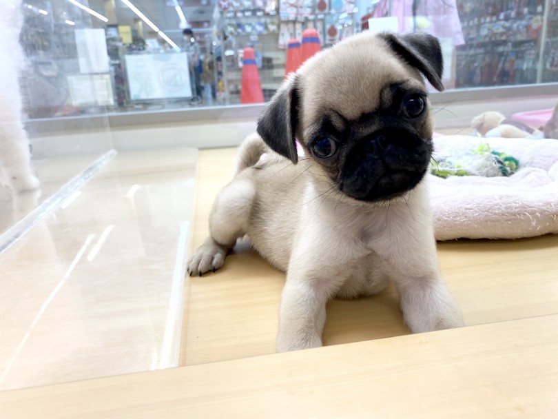 あざと可愛くアピール上手なパグちゃん | パグ （118464） - 城山店