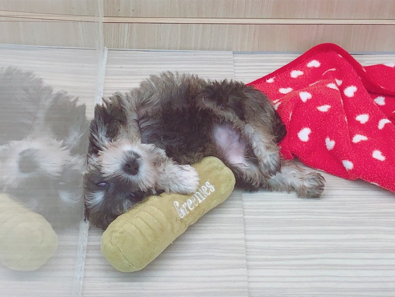 1度ハマったら抜けられない魅力たっぷりのワンちゃん | ミニチュア・シュナウザー （6130947） - 大倉山店