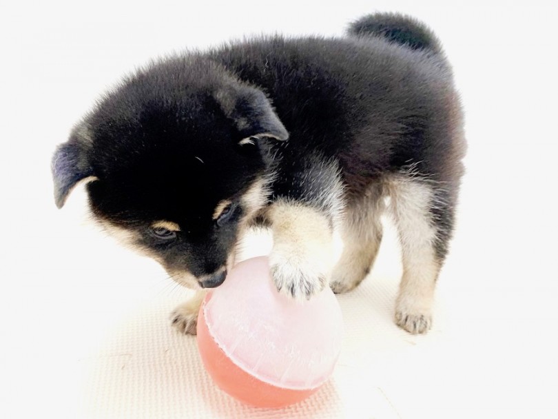 一人遊びも上手なんです♪ | 柴犬 （814627） - 相模大塚店