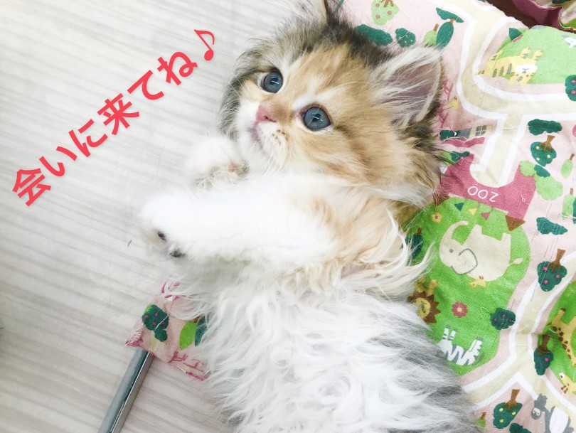 マルワン本羽田店で癒しの兄妹と是非遊びましょう♪ | スコティッシュフォールド （512685） - 本羽田店