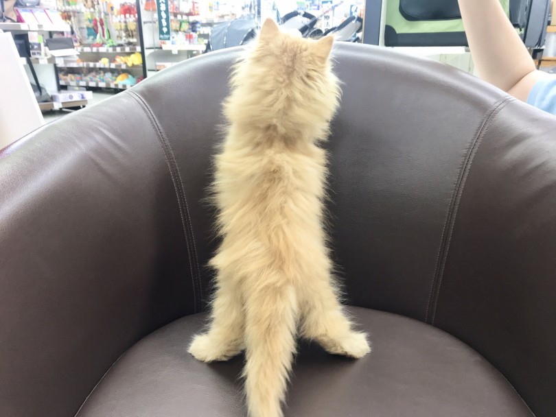 この後ろ姿・・たまりませんね～♡ | ラガマフィン （914595） - 志村坂下店