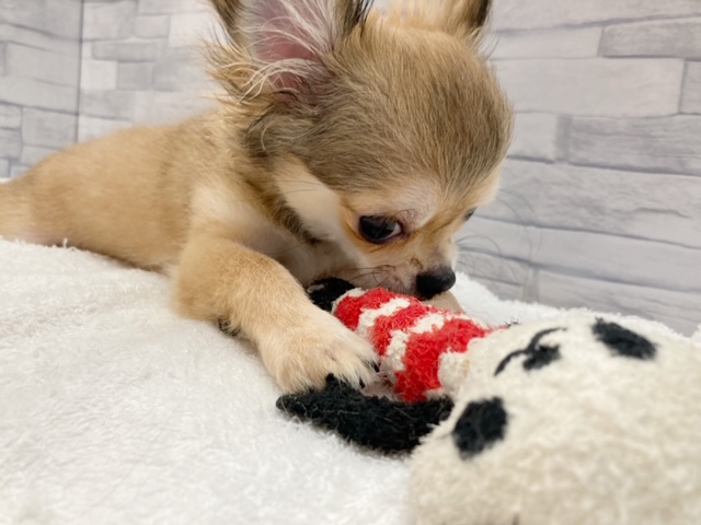 遊んでいる時はおもちゃに夢中です♪ | チワワ （412898） - さいたま 武蔵浦和店