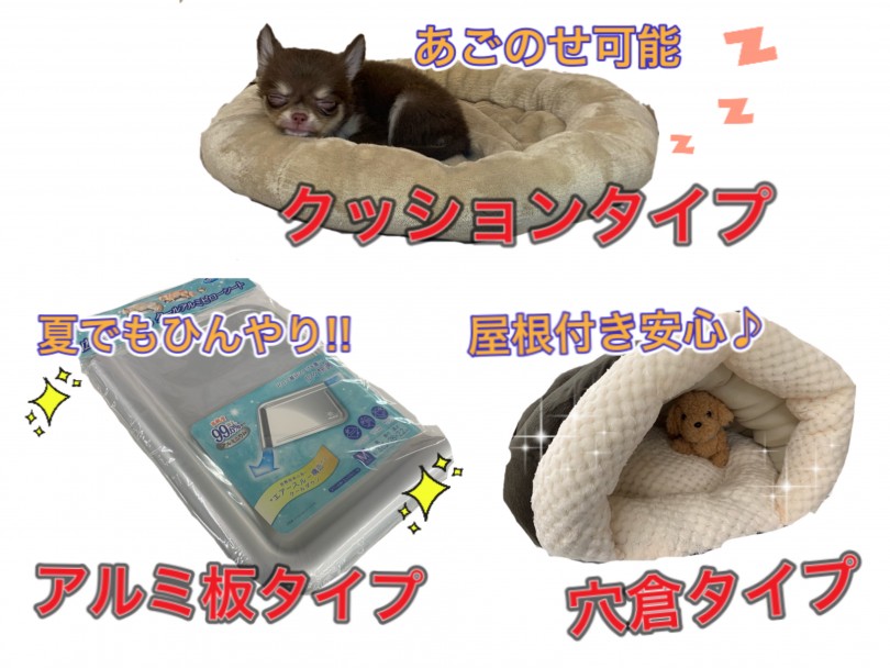 ベッド選びはとっても重要 | チワワ （150118） - 東川口店