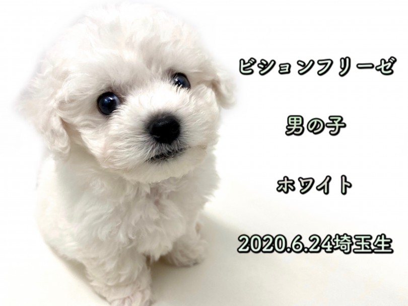 人気の希少犬種 | ビションフリーゼ （150116） - 東川口店