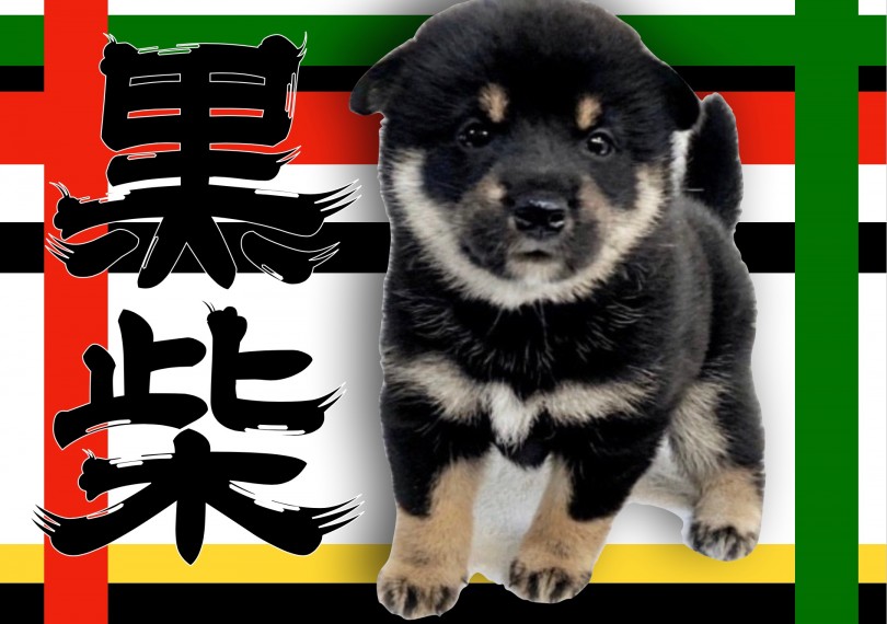 【 黒柴 】胸元に現れた鳳凰が神々しい！横浜で1番丸いたぬき顔♪