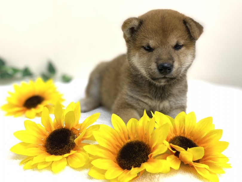 柴犬は暑さに強い？快適な生活空間を用意しよう♪ | 柴犬 （6130952） - 大倉山店