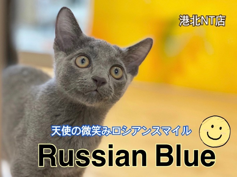 【 ロシアンブルー 】小顔でモデル体型！スレンダーBODYのイケにゃんこ！