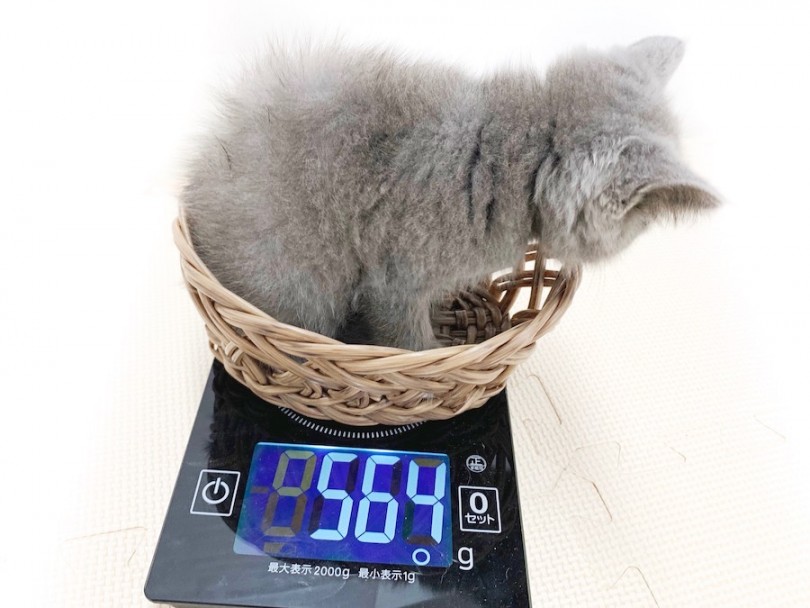 成猫時は、4kg前後になると予想 | ブリティッシュショートヘア （814632） - 相模大塚店