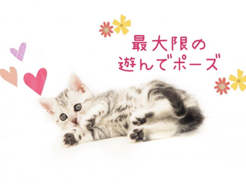このポーズ、可愛すぎます♡ | アメリカンショートヘア （150122） - 東川口店