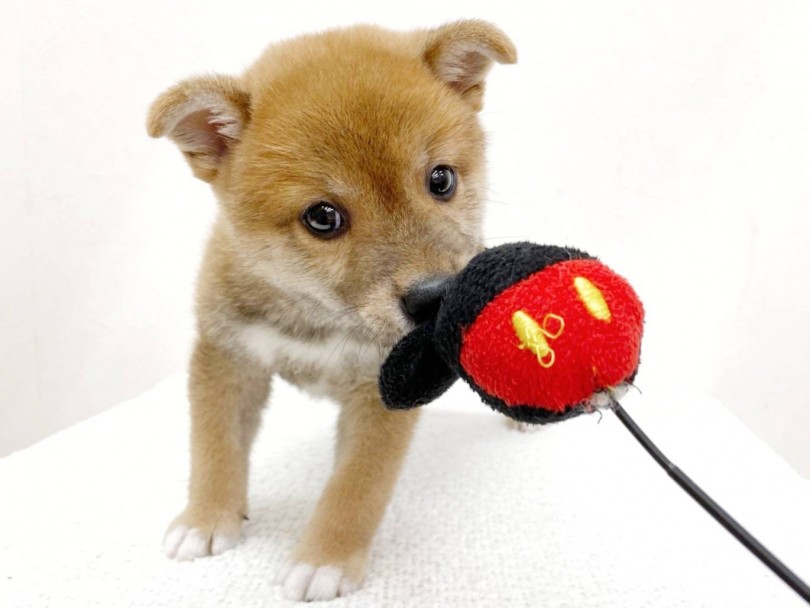 優しい目がチャームポイント！！見ているだけで笑顔になっちゃう癒し顔 | 柴犬 （116487） - 下丸子店