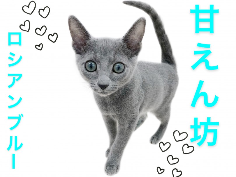 【 ロシアンブルー 】撫でられるの大好き！超絶甘えん坊くん！！