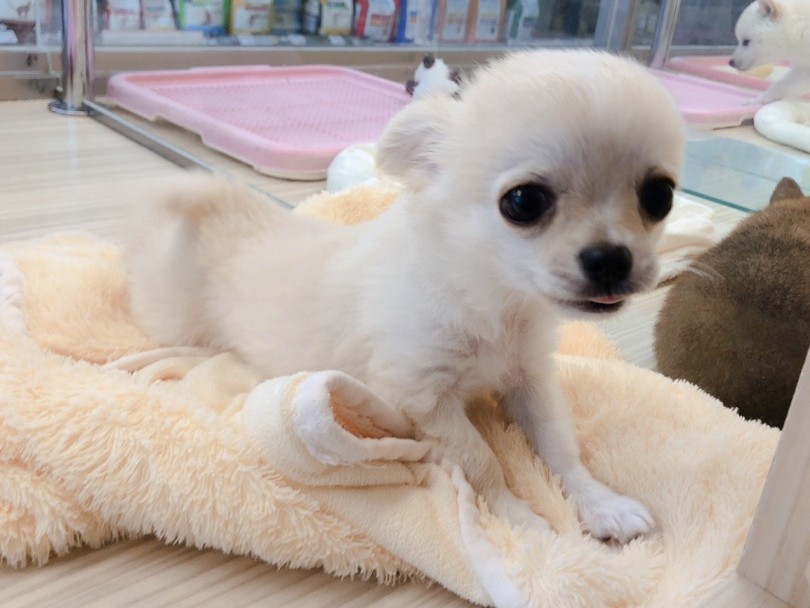ニコニコしているような口元でこっちまで笑顔になってしまいます♡ | チワワ （6130958） - 大倉山店