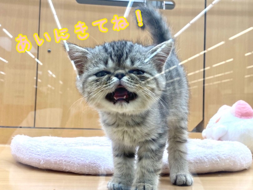 この素敵な子猫をおひざに乗せに城山にお越しください | エキゾチック （118503） - 城山店