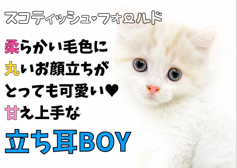 【 スコティッシュフォールド 】柔らかい毛色・丸いお顔・特技は甘え上手！