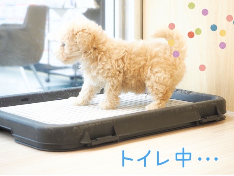 トイレトレーニングがばっちり | マルプー MIX （150121） - 東川口店