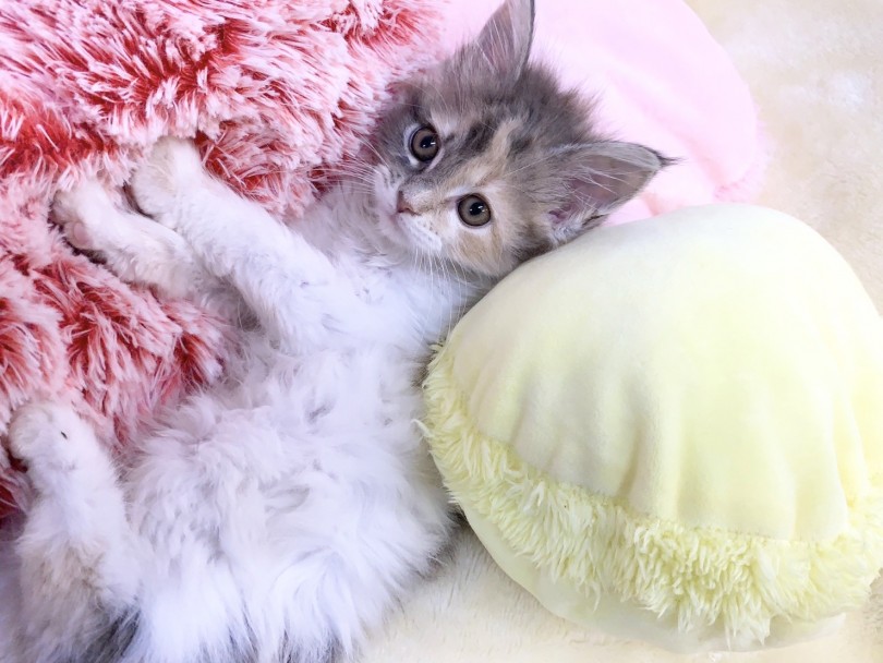 淡く柔らかい毛色の三毛猫ちゃん | メインクーン （6130973） - 大倉山店