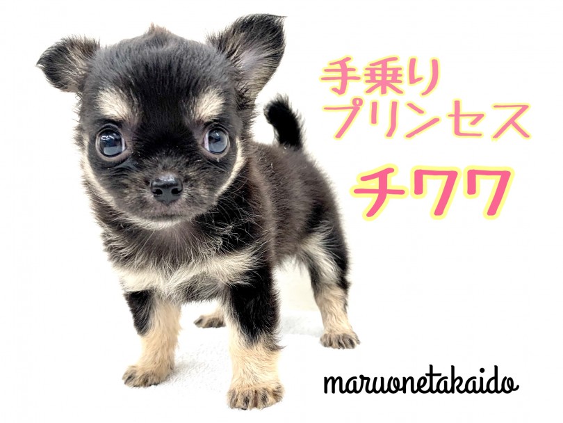 【 チワワ 】世界最小！アップルヘッドの手乗りプリンセス！