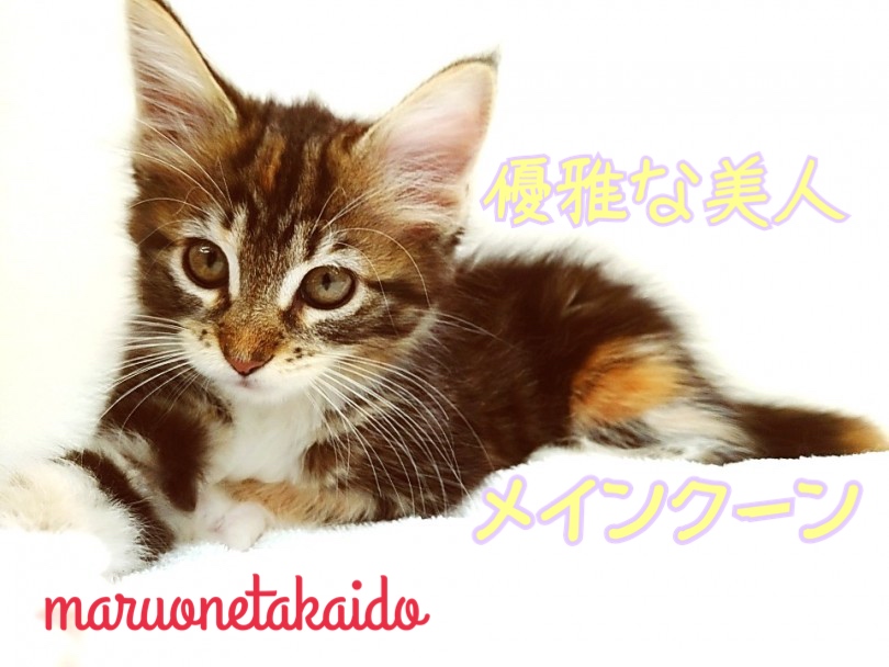 【 メインクーン 】優雅な美人度No.1！存在感抜群のお姫様！