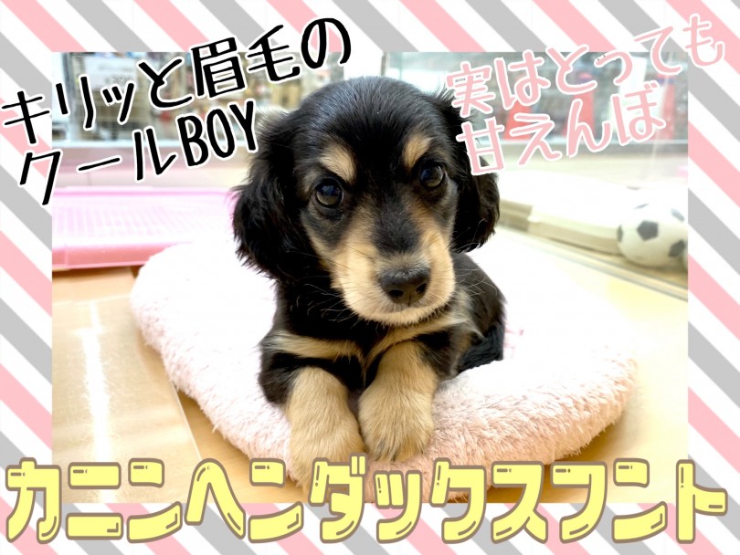 【 カニンヘンダックスフント 】ダックス界最小！ブラック＆イエローのギャップ萌え