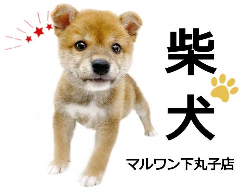 【 柴犬 】従順な癒しの王子様が東京都大田区に登場！可愛いお顔に釘付け！