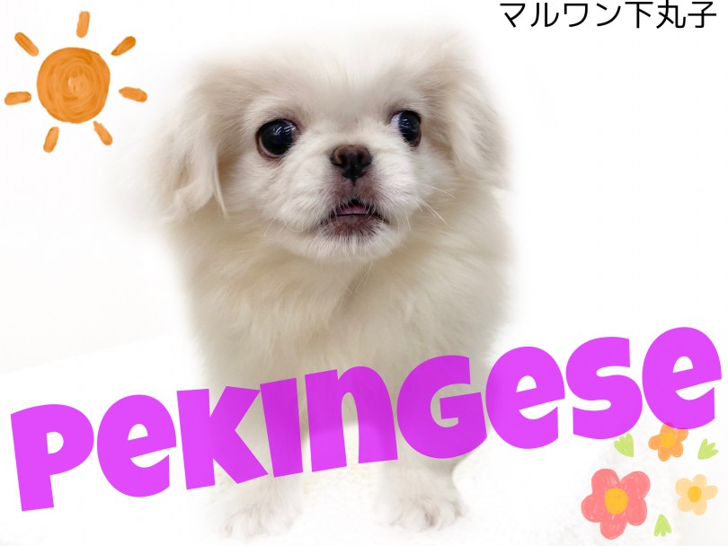 【 ペキニーズ 】鼻ぺちゃ好き集まれ!豊かな表情にも注目！