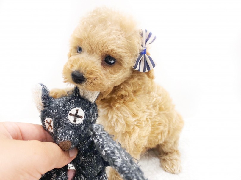 ご飯を食べ、少し休憩が終わるとおもちゃで遊びだしたプードルちゃん | トイ・プードル （11782） - 横浜 白楽店